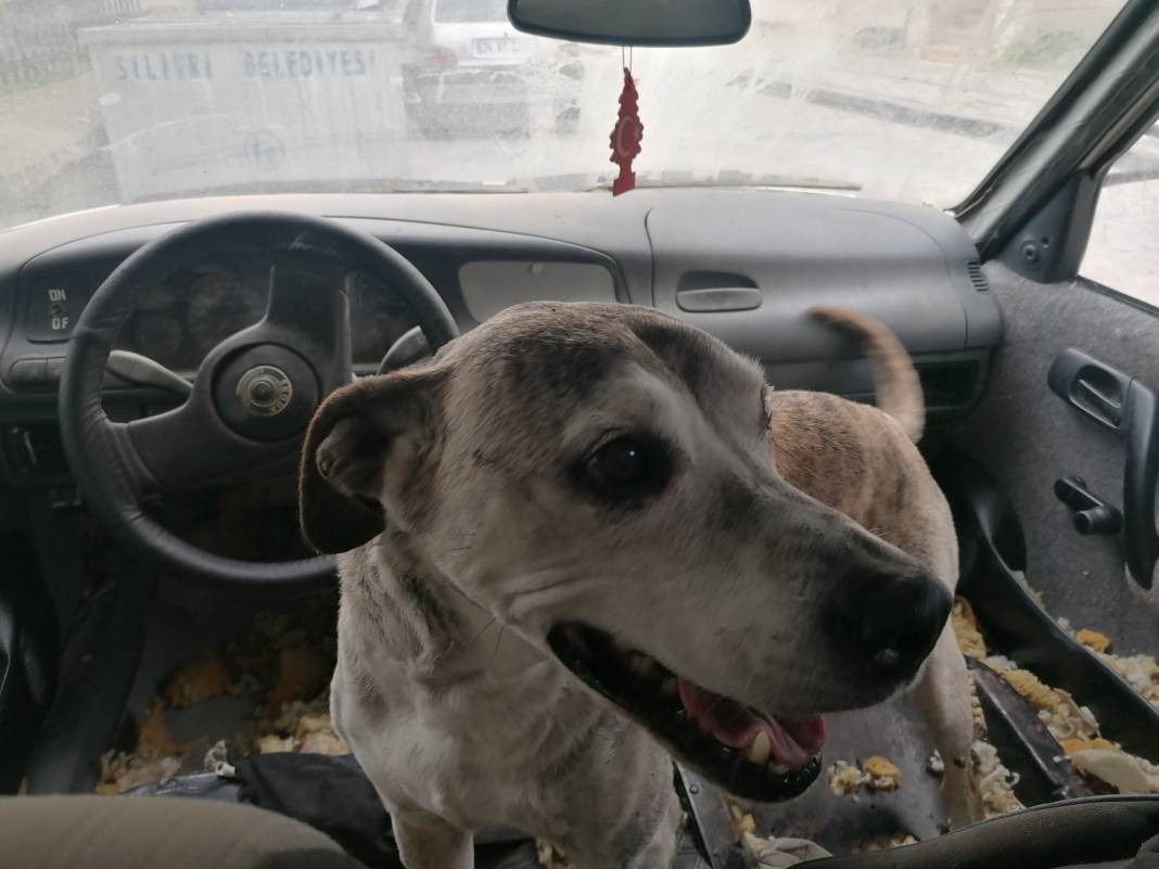 Aç bırakıldığı söylenen köpeğin sahibi konuştu 'İnsanlar hayal ediyor köpeğim yaşıyor' - Resim: 8